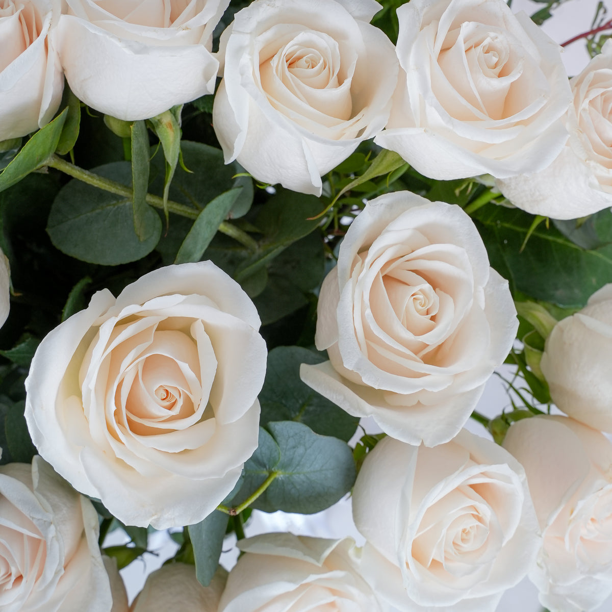 50 White Roses - Vase