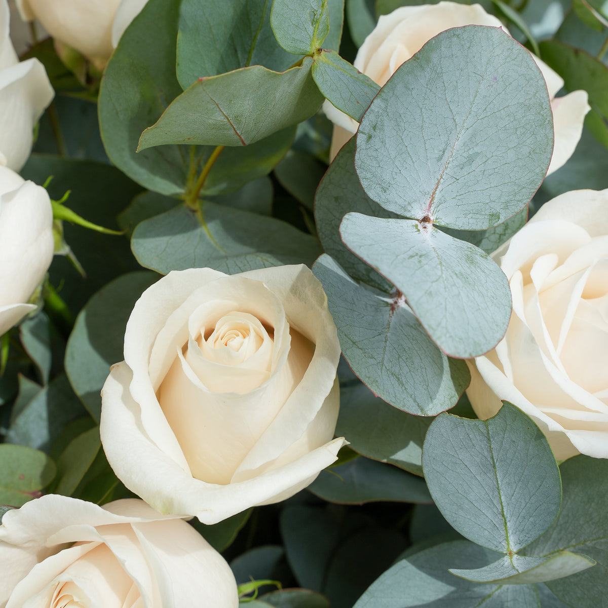 25 White Roses