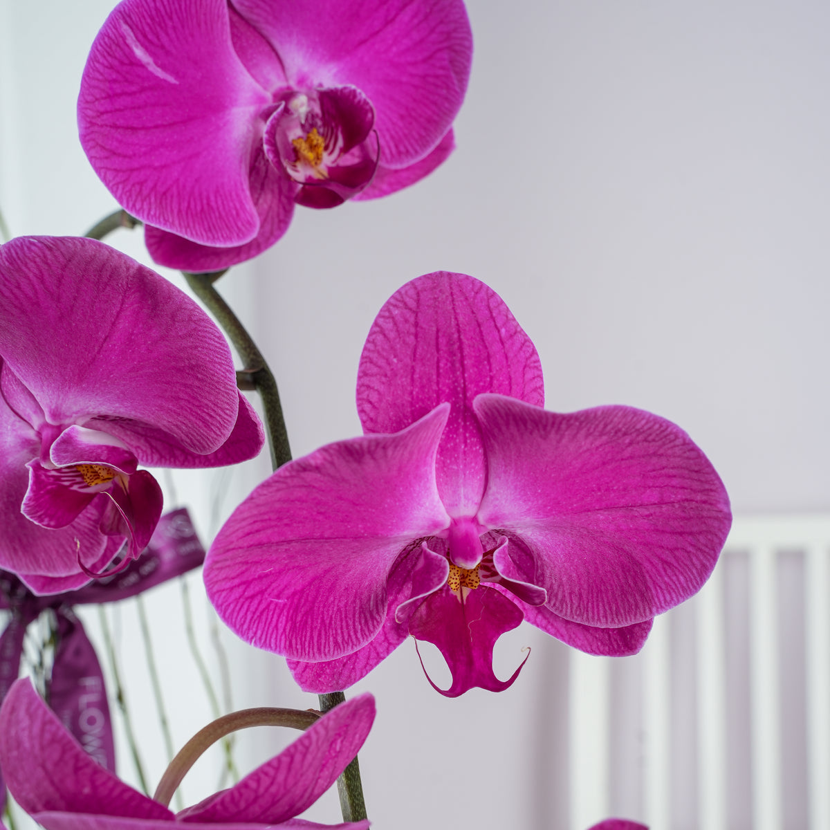 2 Purple Orchids