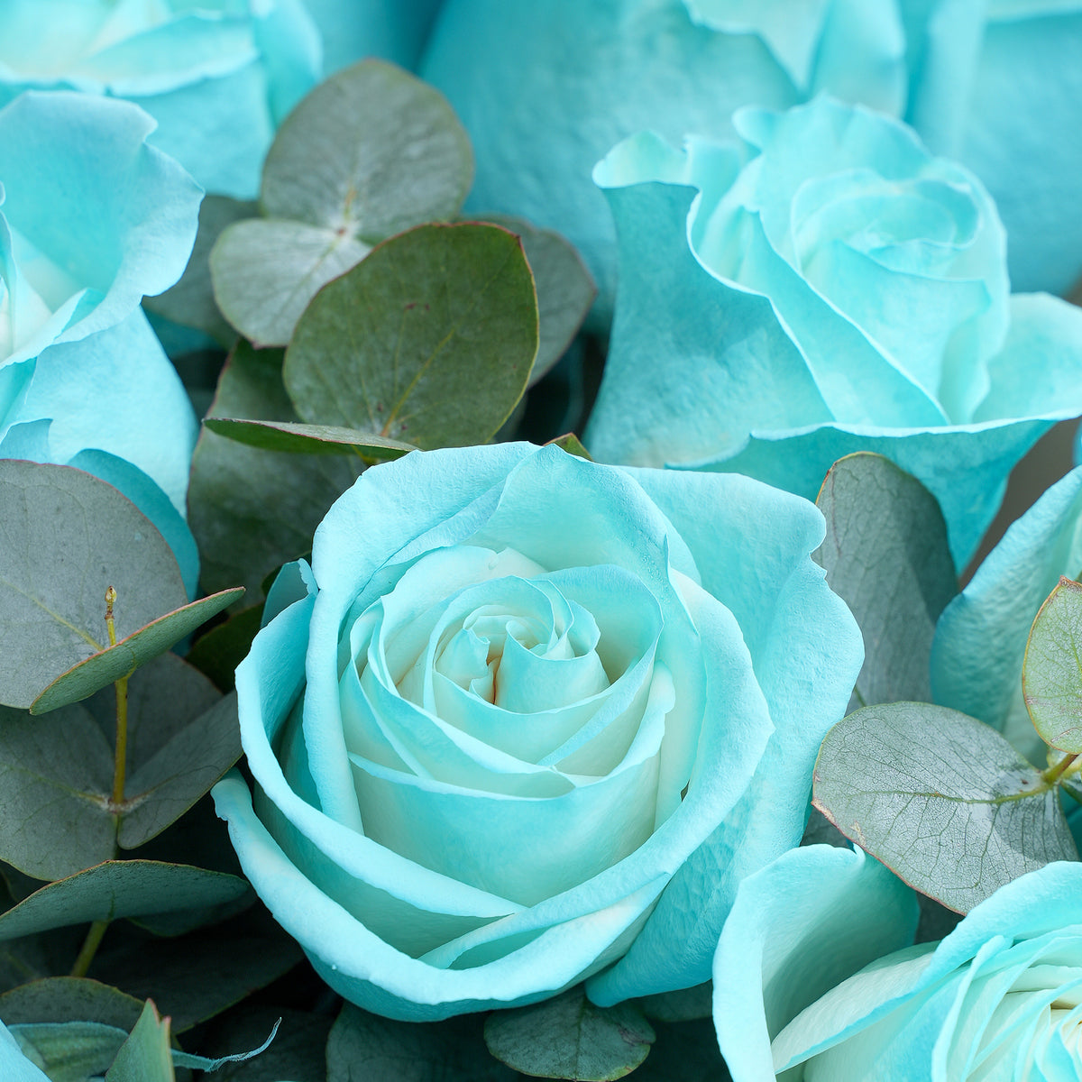 25 Tiffany Blue Roses