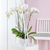 3 White Orchids