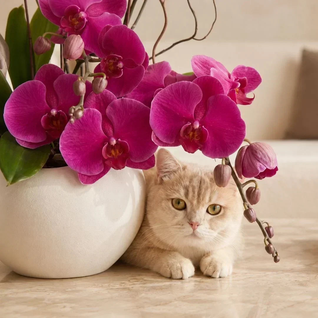 Flowers Toxic to Cats and Dogs — and the Pet-Safe Ones to Send Instead