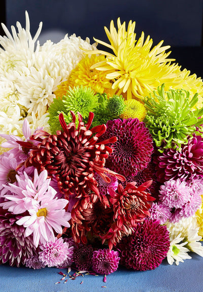 The Majestic Splendor of Chrysanthemums
