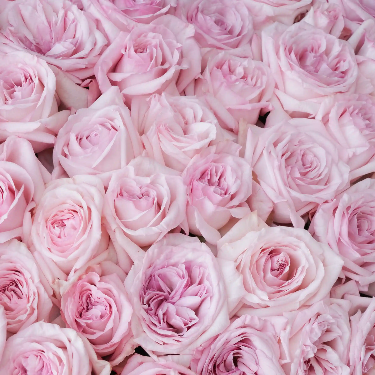 100 Pink O'hara Grand