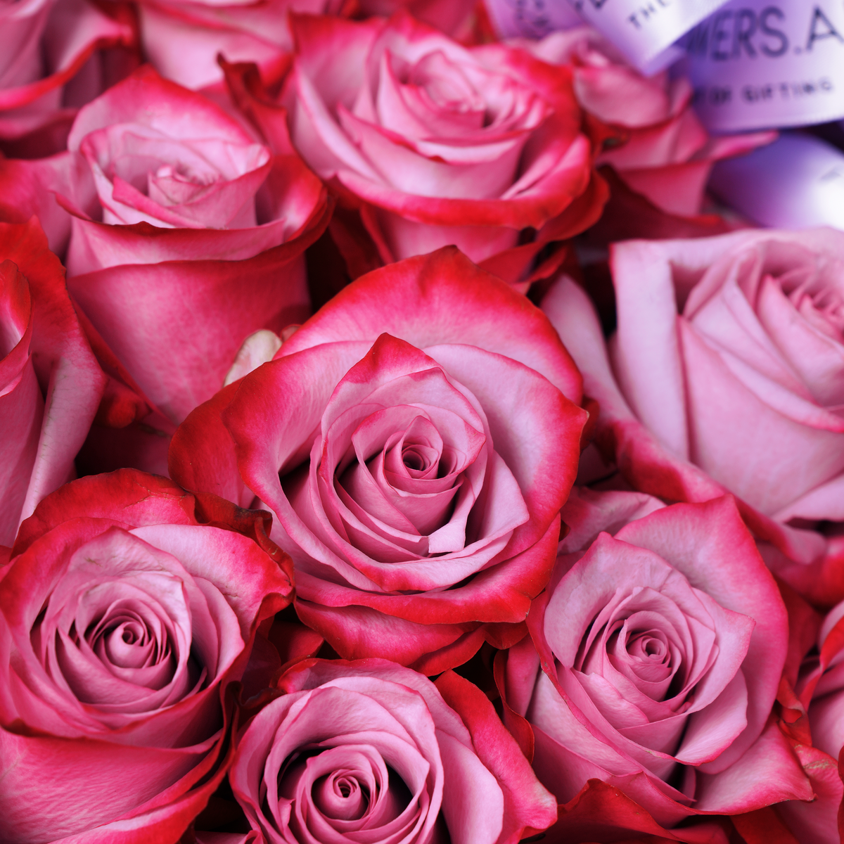 Valentine 365 Purple Roses Basket