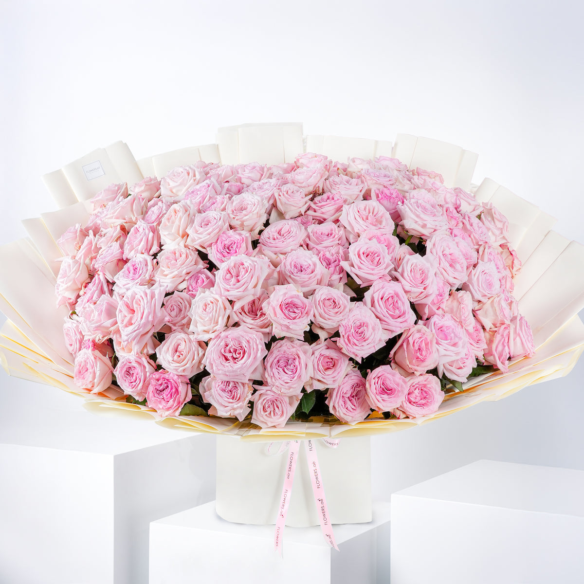 100 Pink O&#39;hara Grand