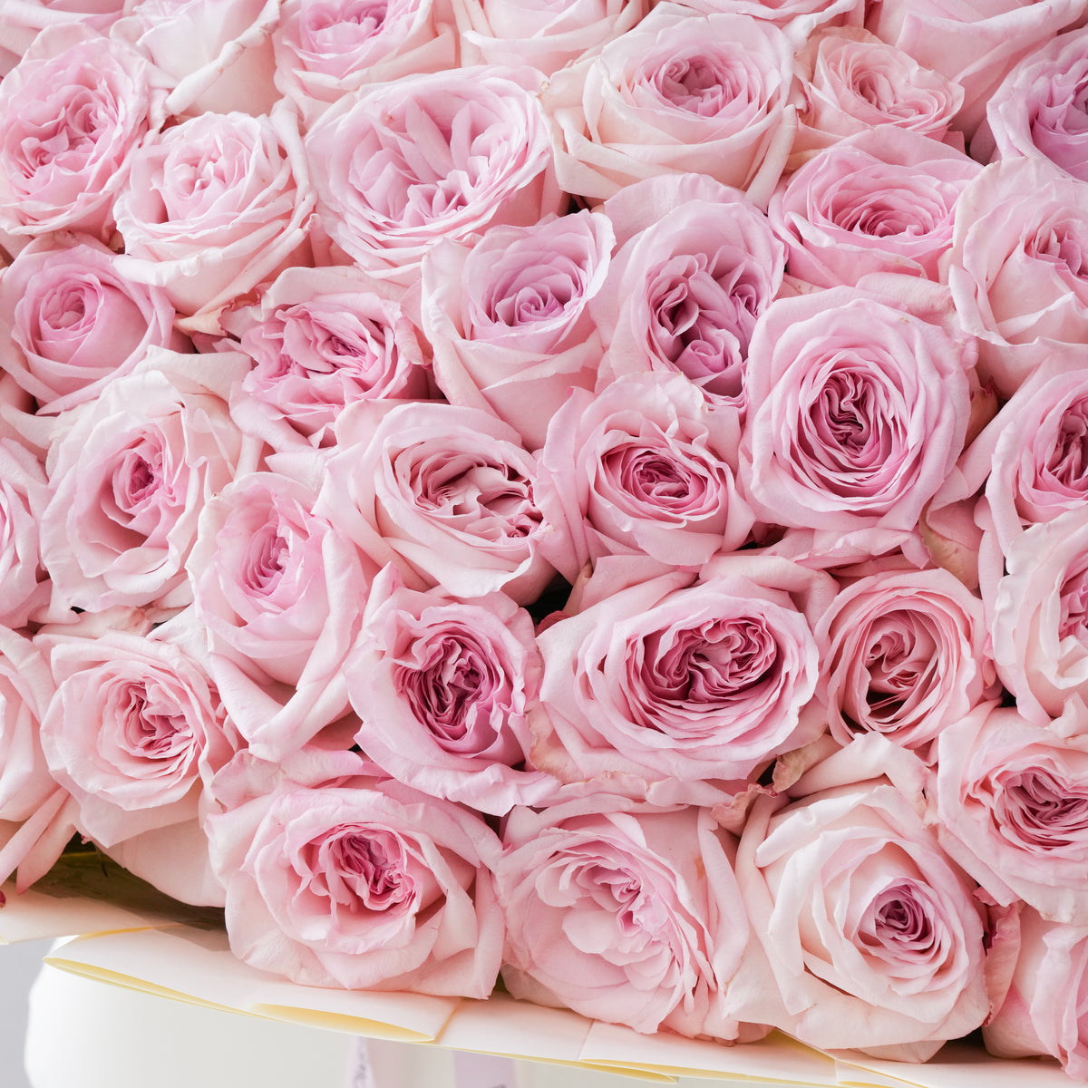 150 Pink O'hara Grand