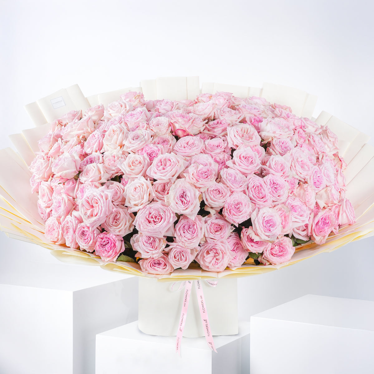 Birthday Pink 150 O&#39;hara Grand
