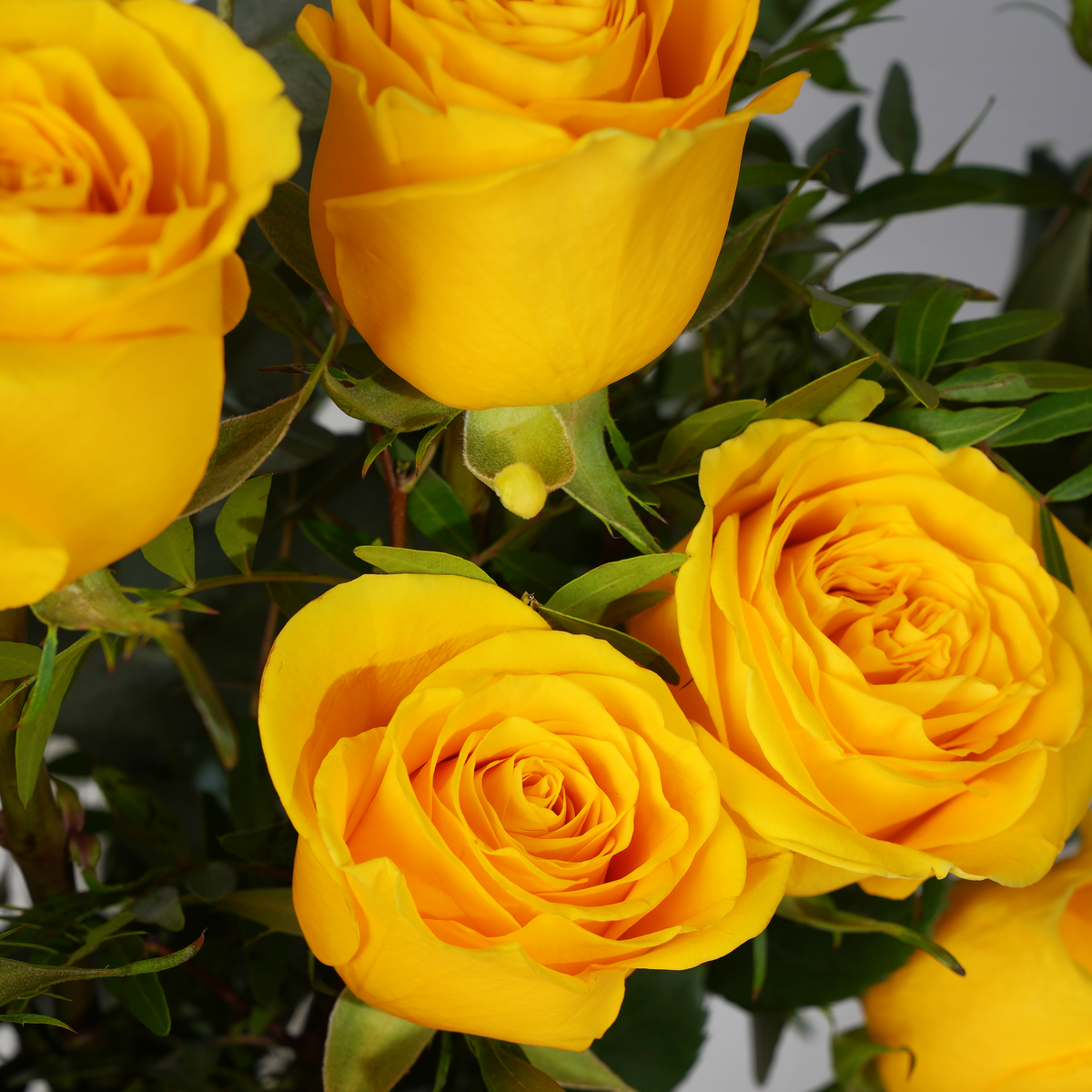 25 Yellow Roses Vase