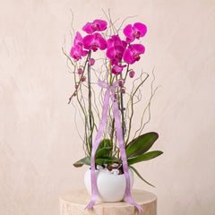 Purple Orchids