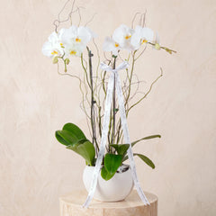 2 White Orchids
