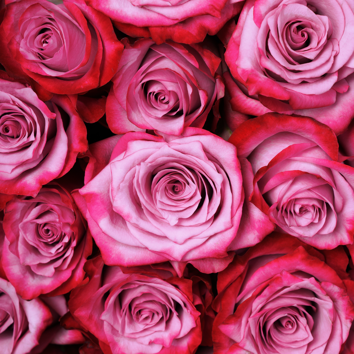 365 Purple Roses Hatbox