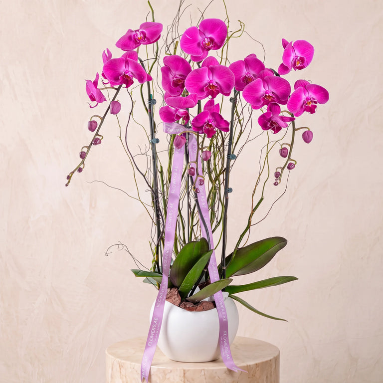 3 Purple Orchids