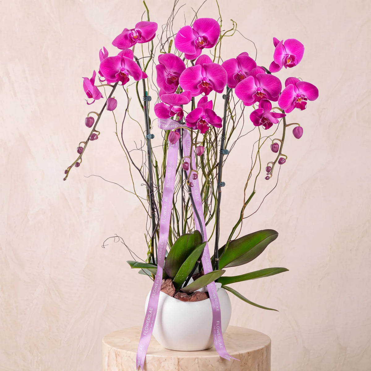 3 Purple Orchids