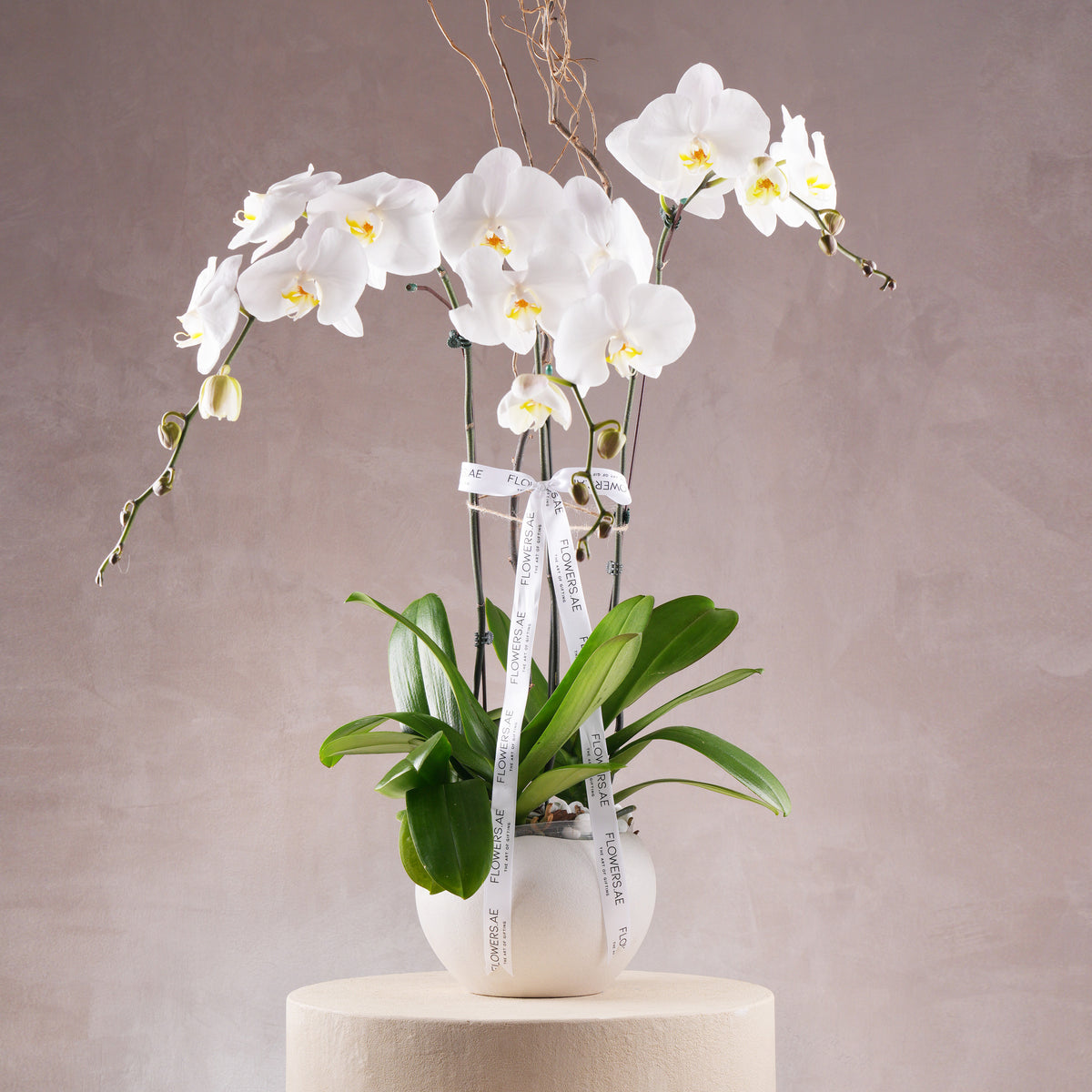 3 White Orchids