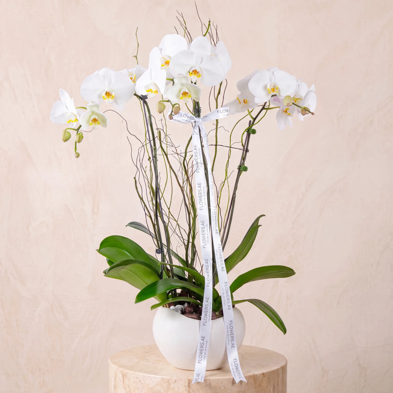 3 White Orchids