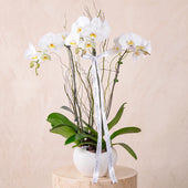 3 White Orchids