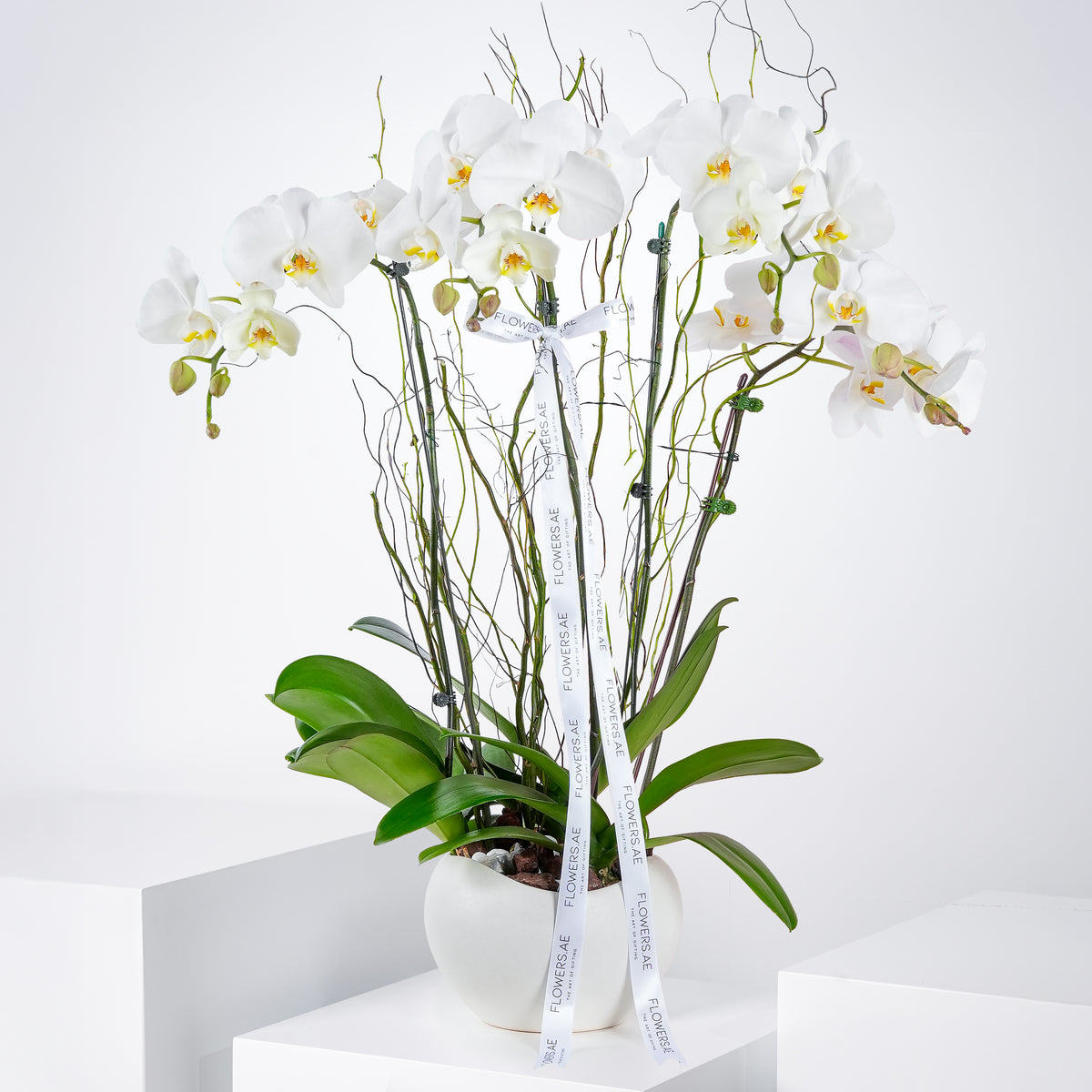 4 White Orchids