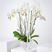 4 White Orchids