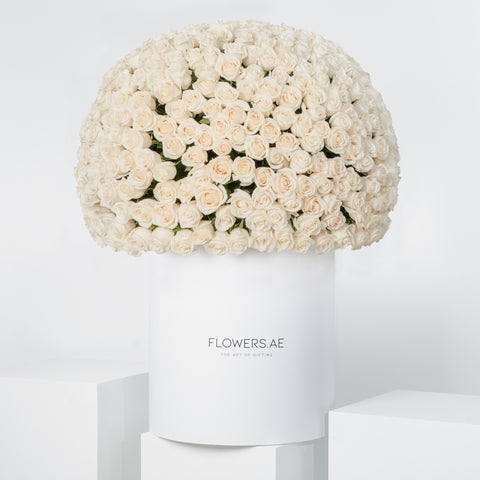 500 White Roses XXL
