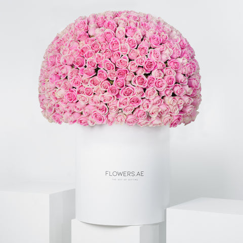 500 Pink Roses XXL