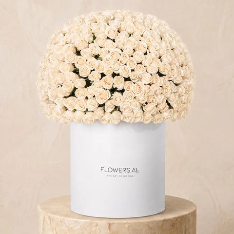 500 White Roses XXL