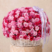 500 Blush Roses Basket