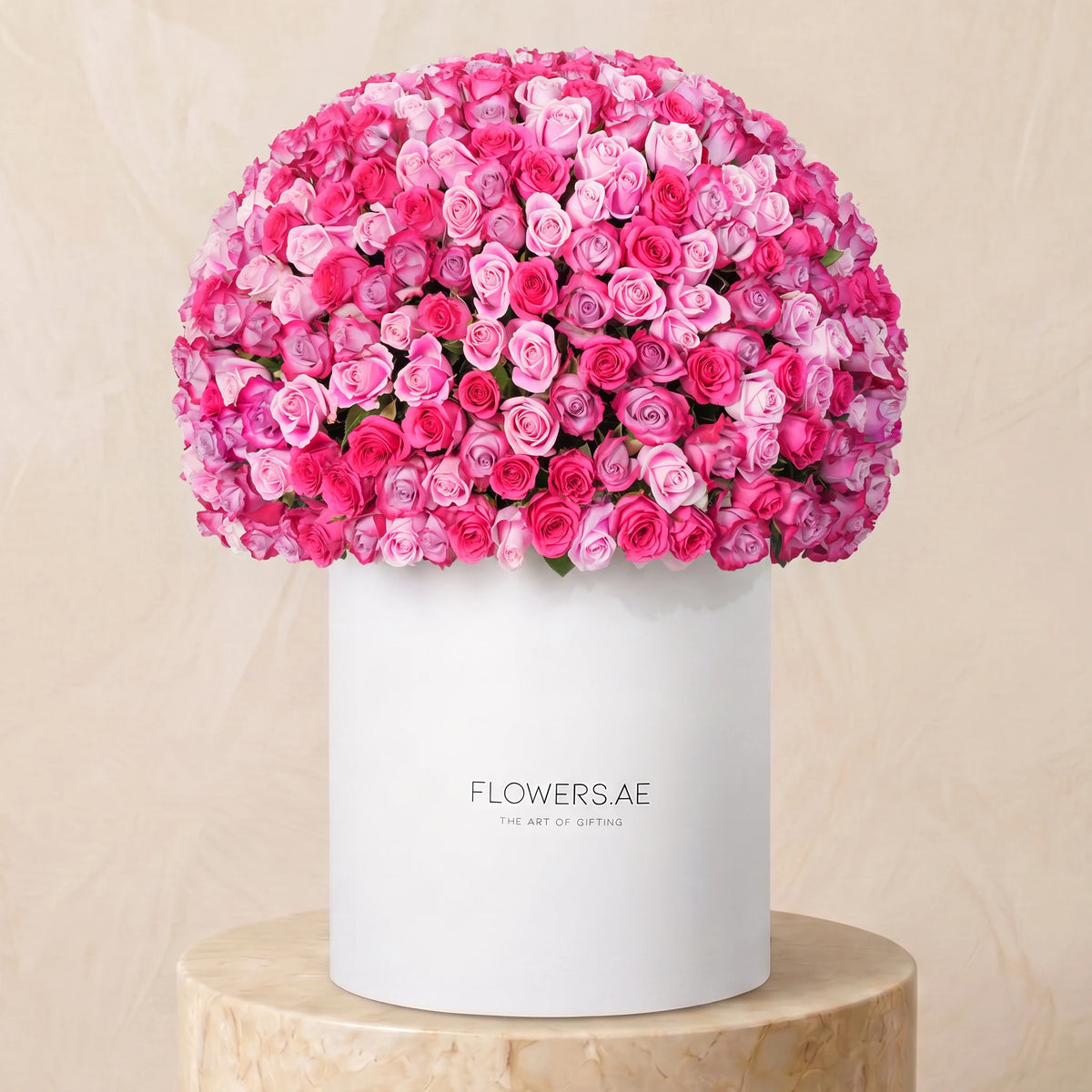 500 Blush Roses XXL