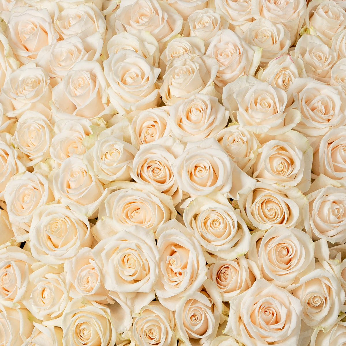500 White Roses XXL