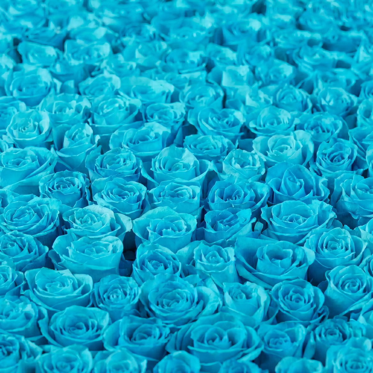 Father's Day 500 Tiffany Blue Roses XXXL