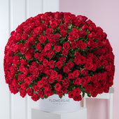 500 Red Roses - XXL