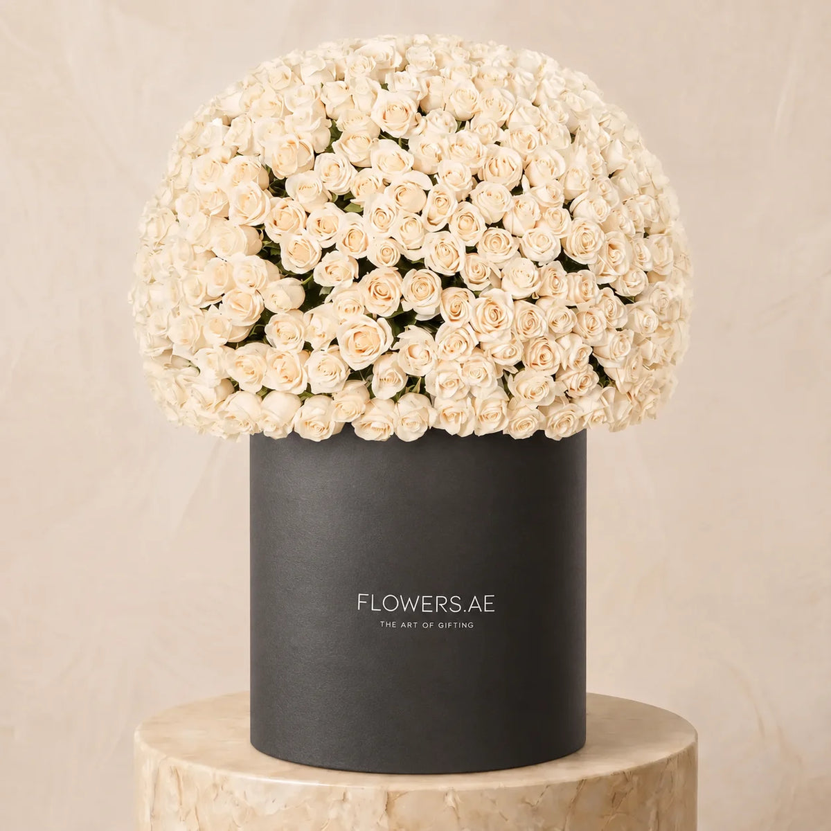 500 White Roses XXL