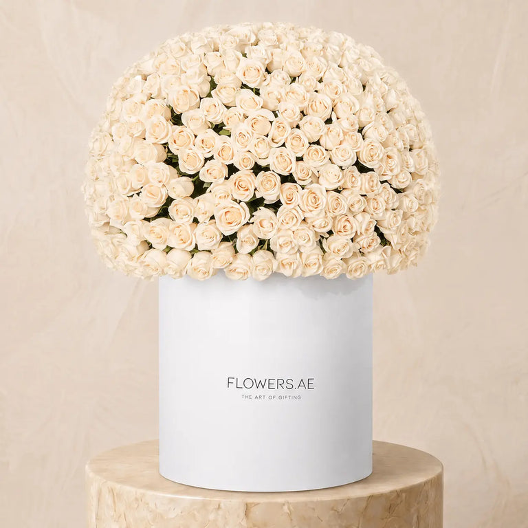 500 White Roses XXL