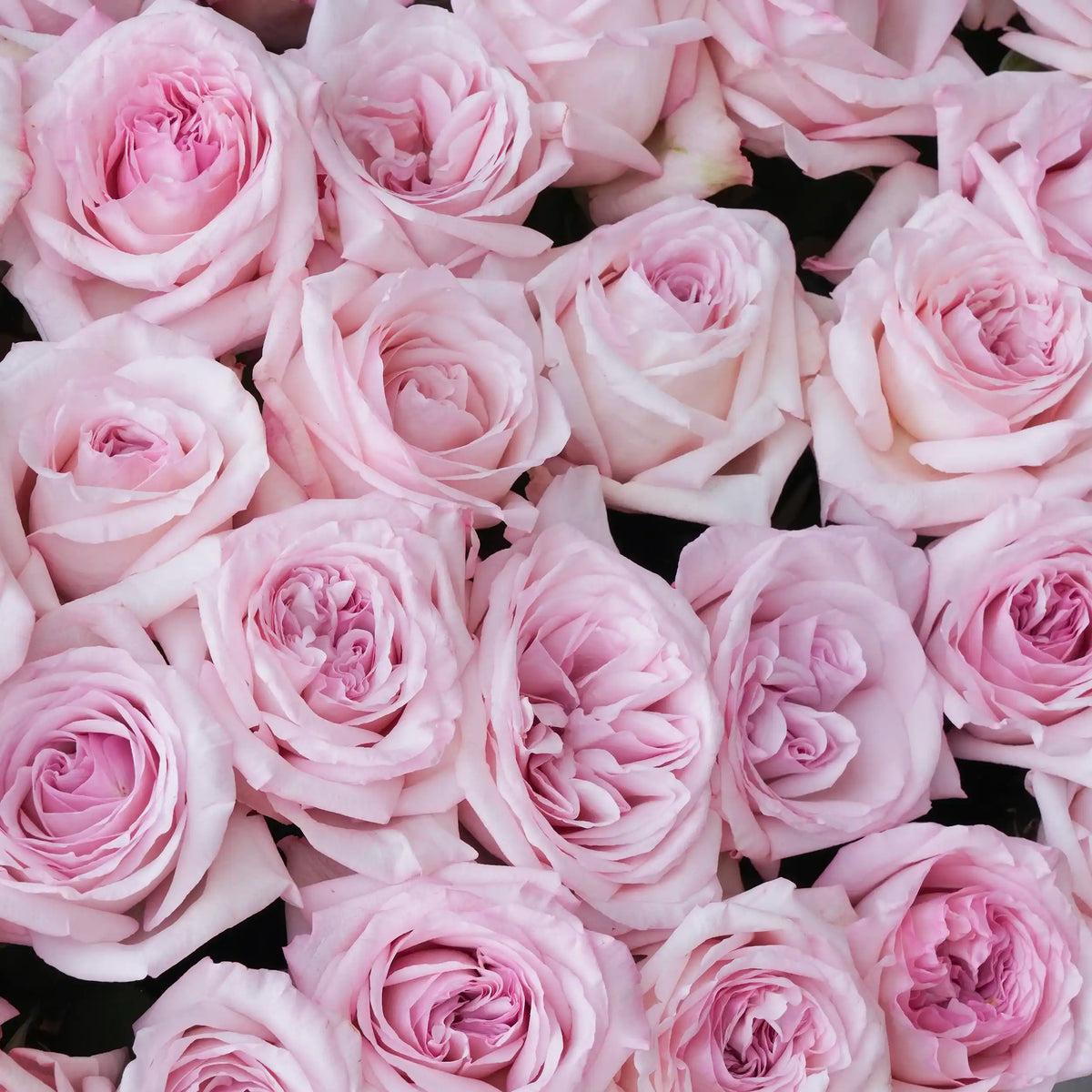 50 Pink O'hara Grand