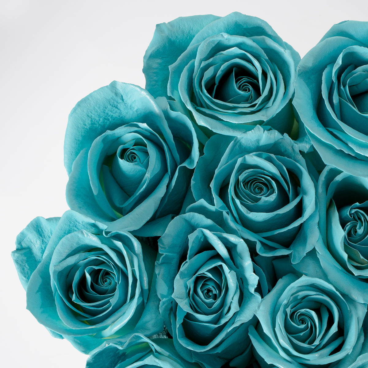Father's Day Petite Tiffany Blue Roses Hatbox (Gift Set)
