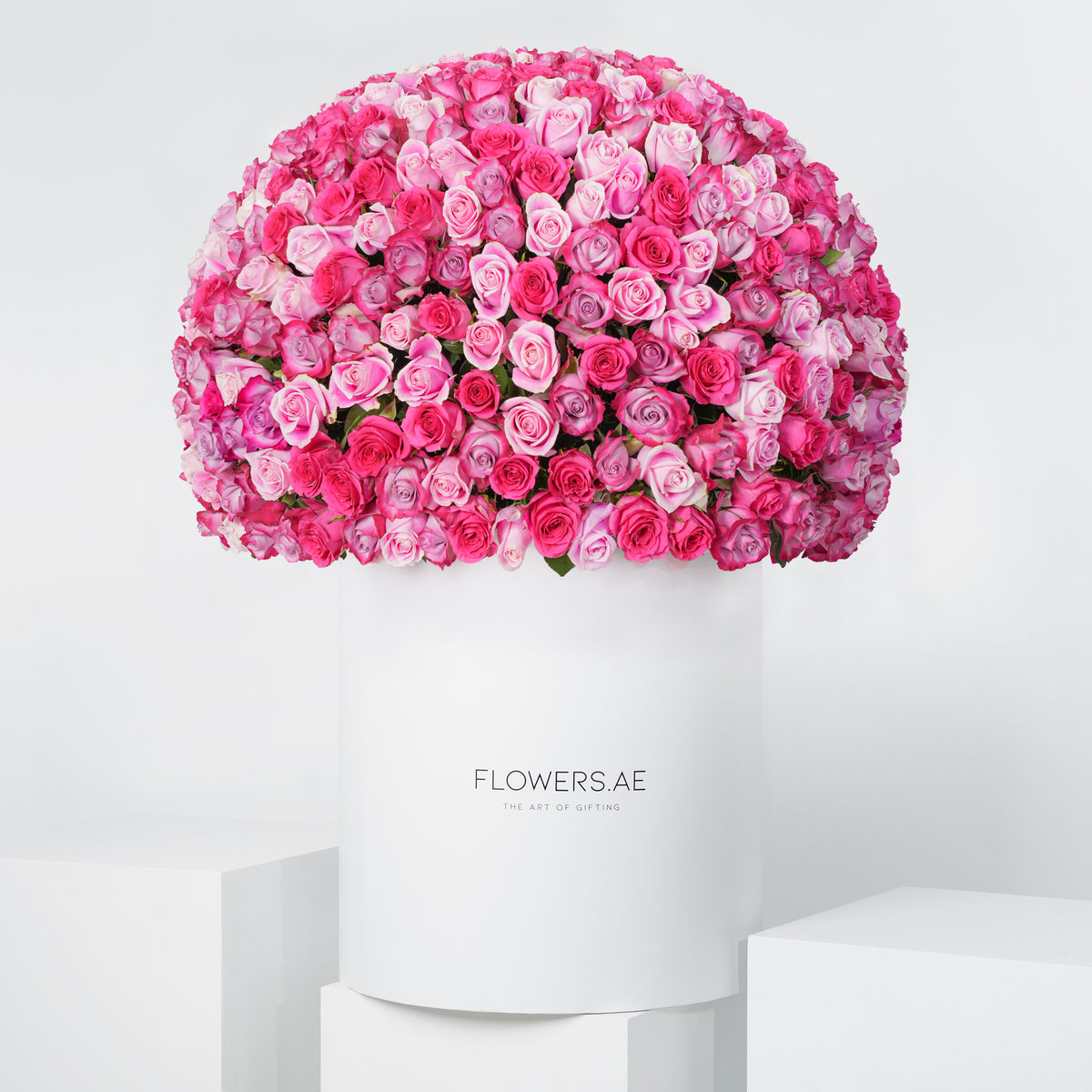500 Blush Roses XXL