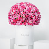 500 Blush Roses XXL