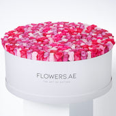 500 Blush Roses XXXL