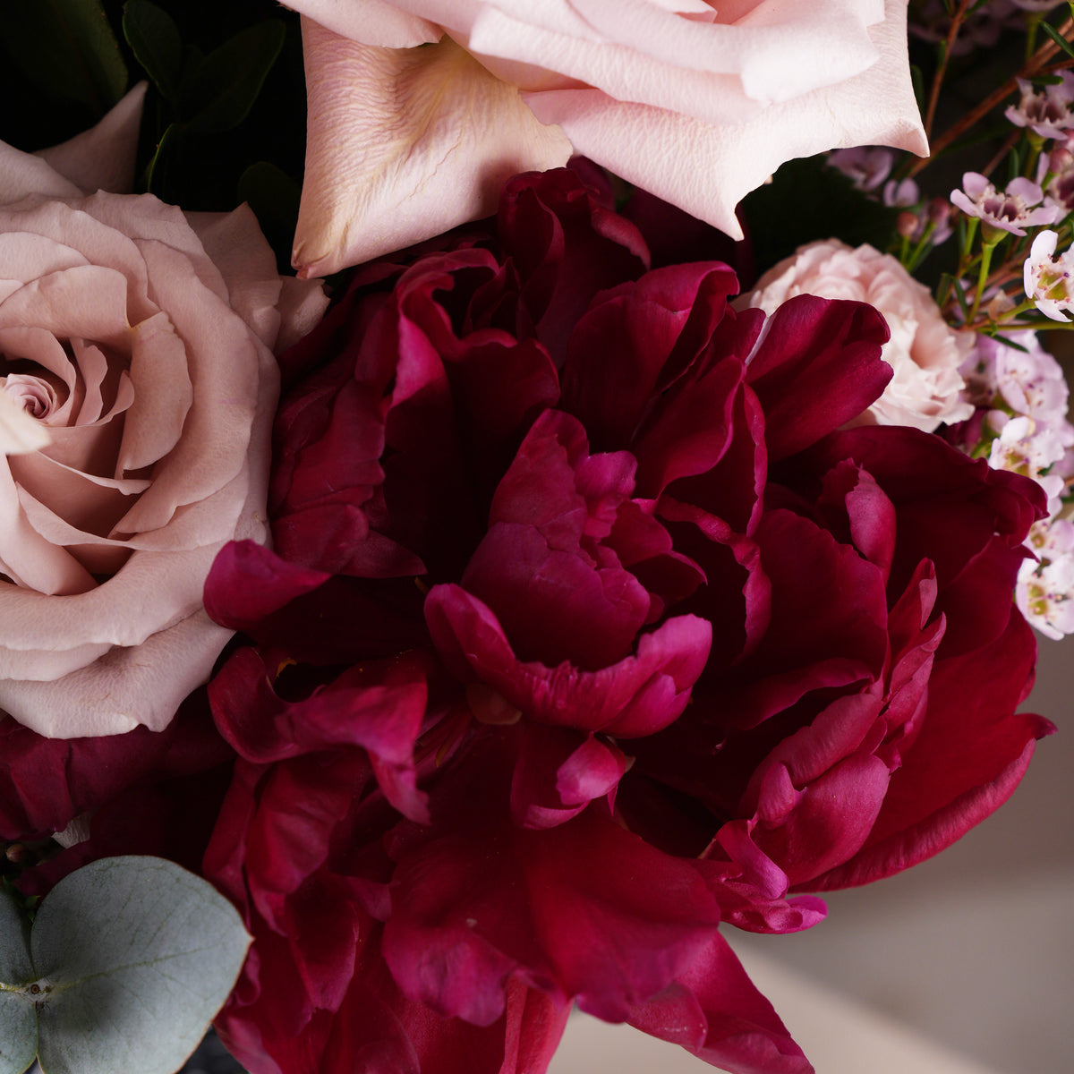 Burgundy Peony