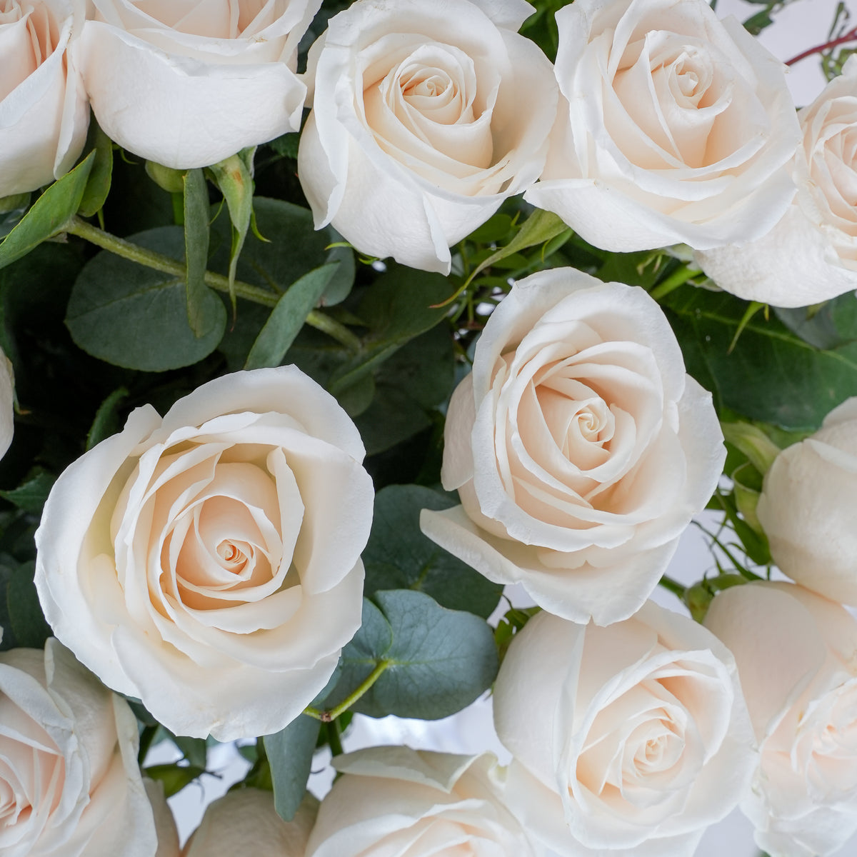 100 White Roses Vase