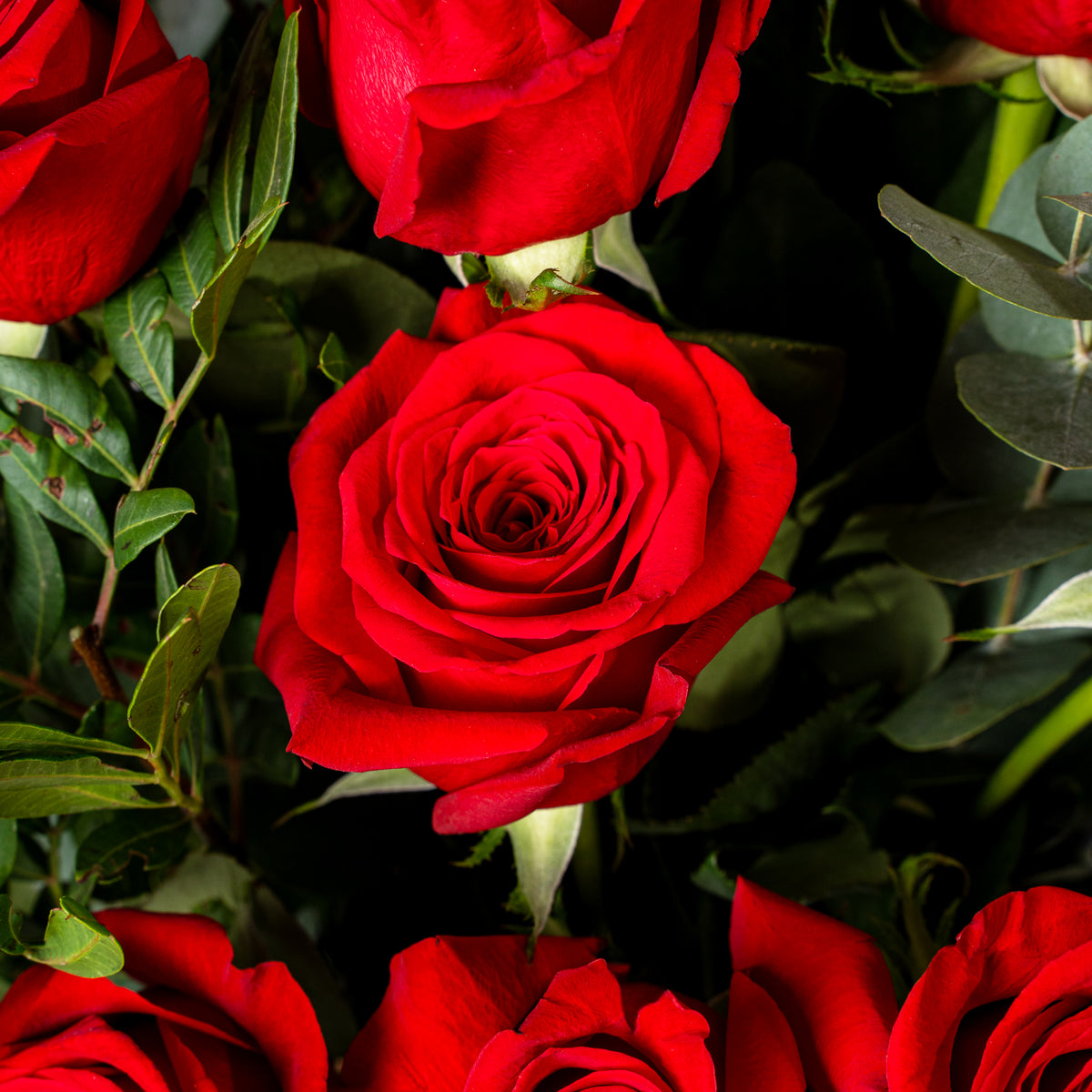 50 Red Roses