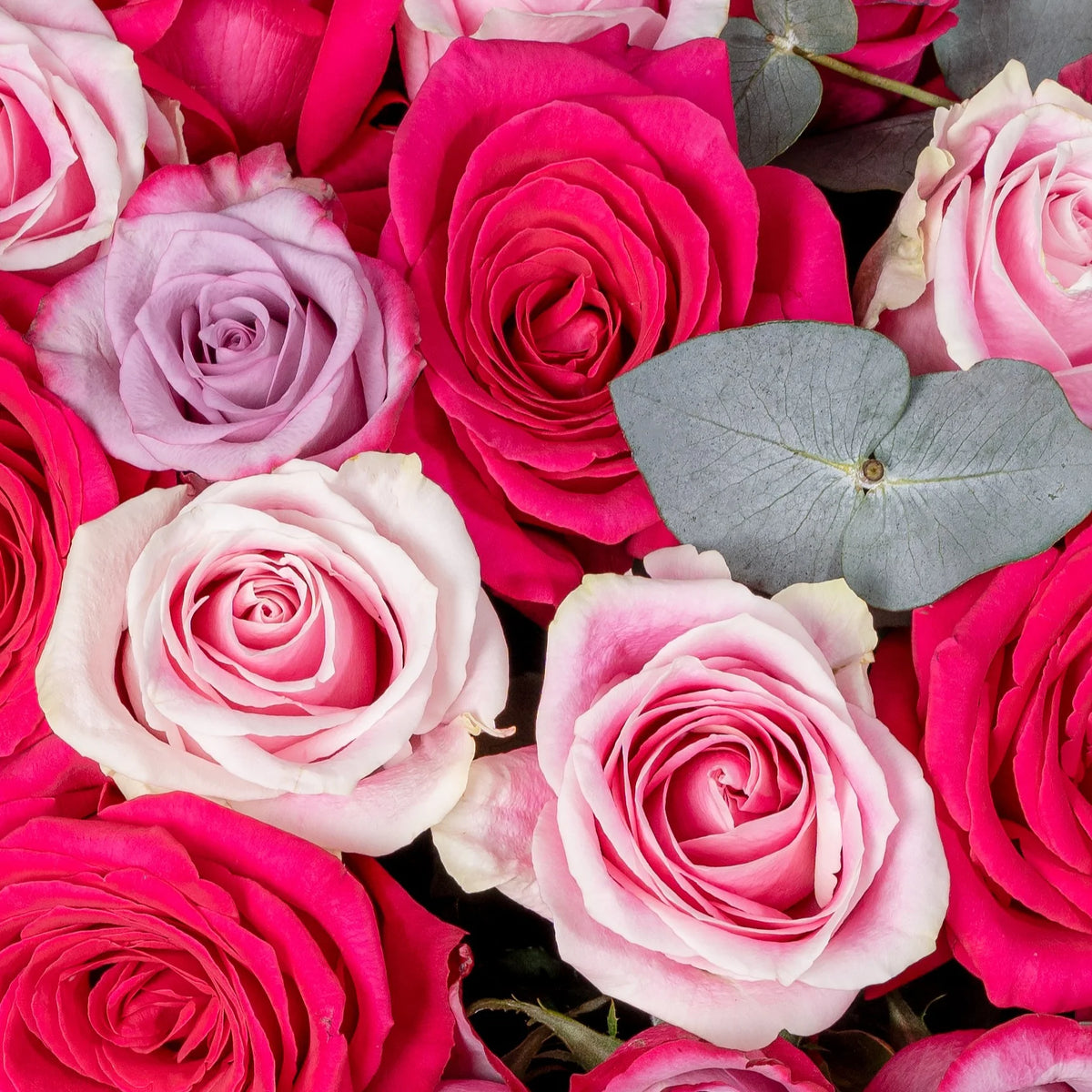 50 Blush Roses