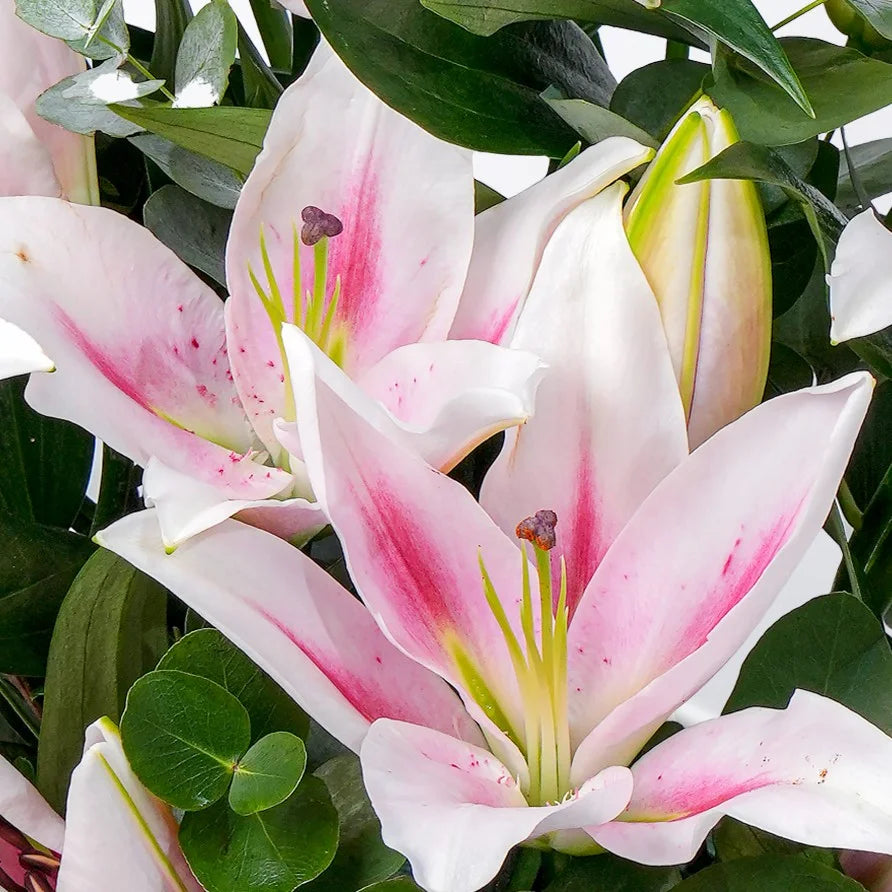 Pink Scented Lily Vase