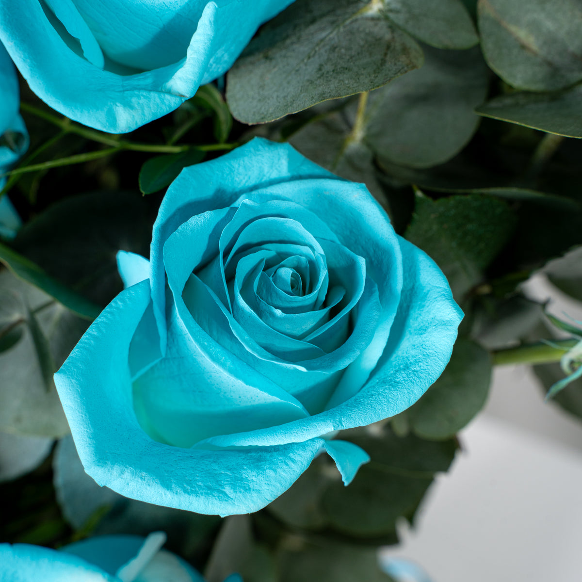 100 Tiffany Blue Roses