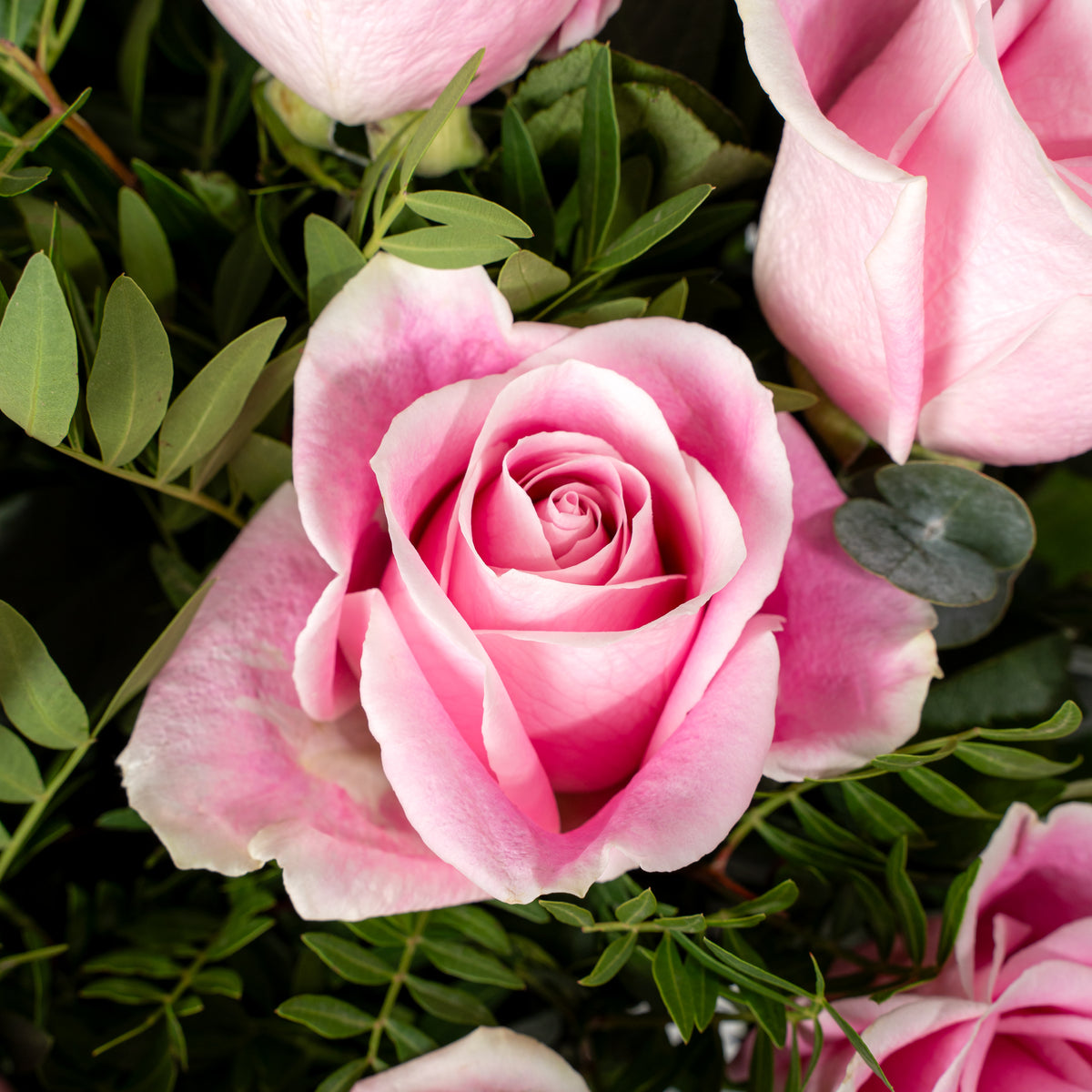 Valentine 50 Pink Roses  Vase