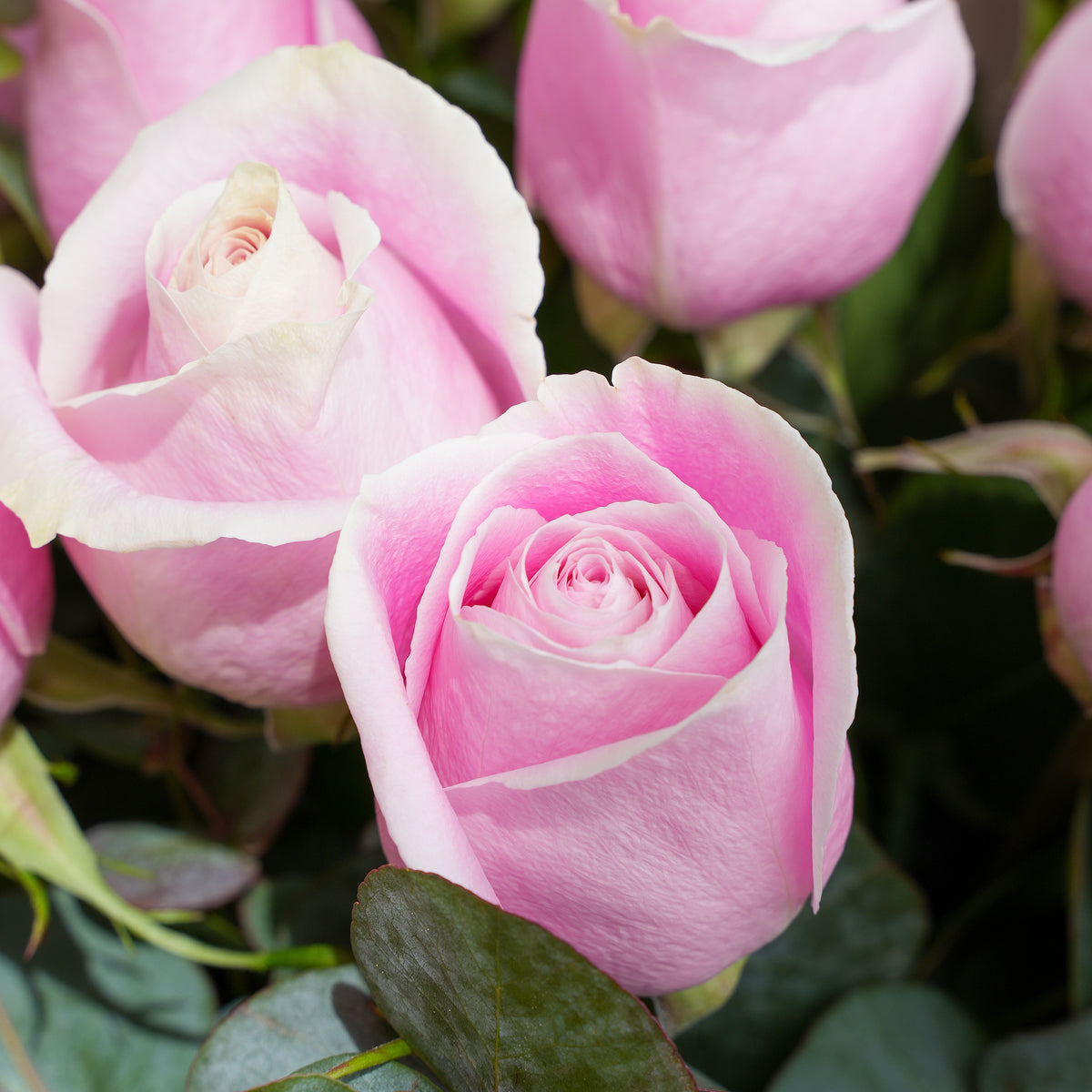 12 Pink Roses Vase (Gift Set)