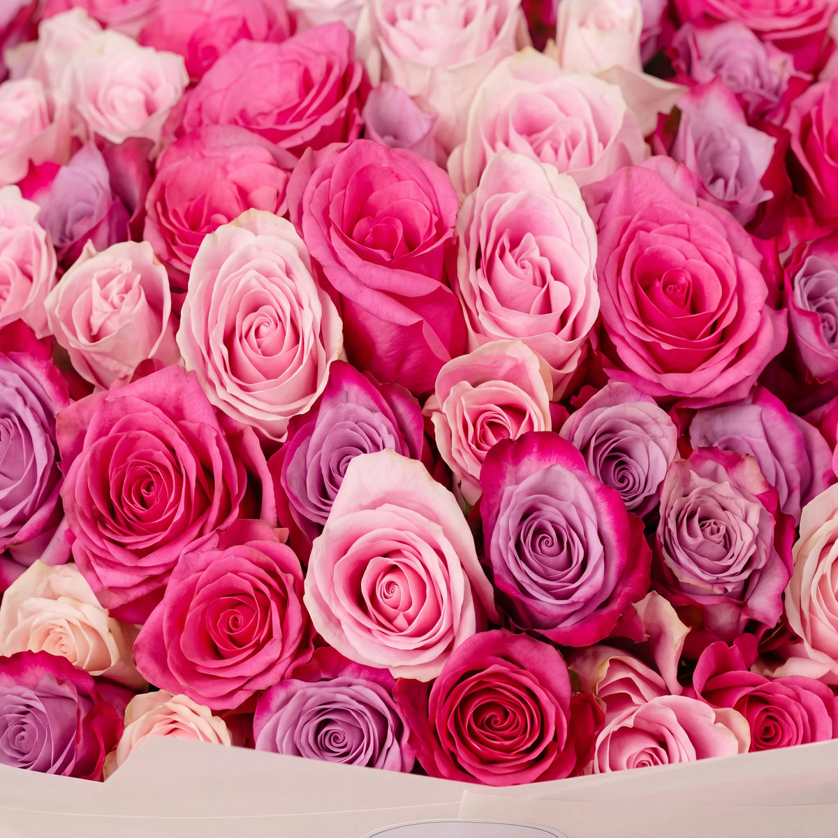Anniversary 365 Blush