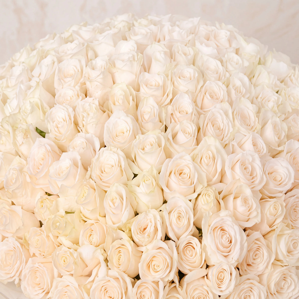 365 White Roses
