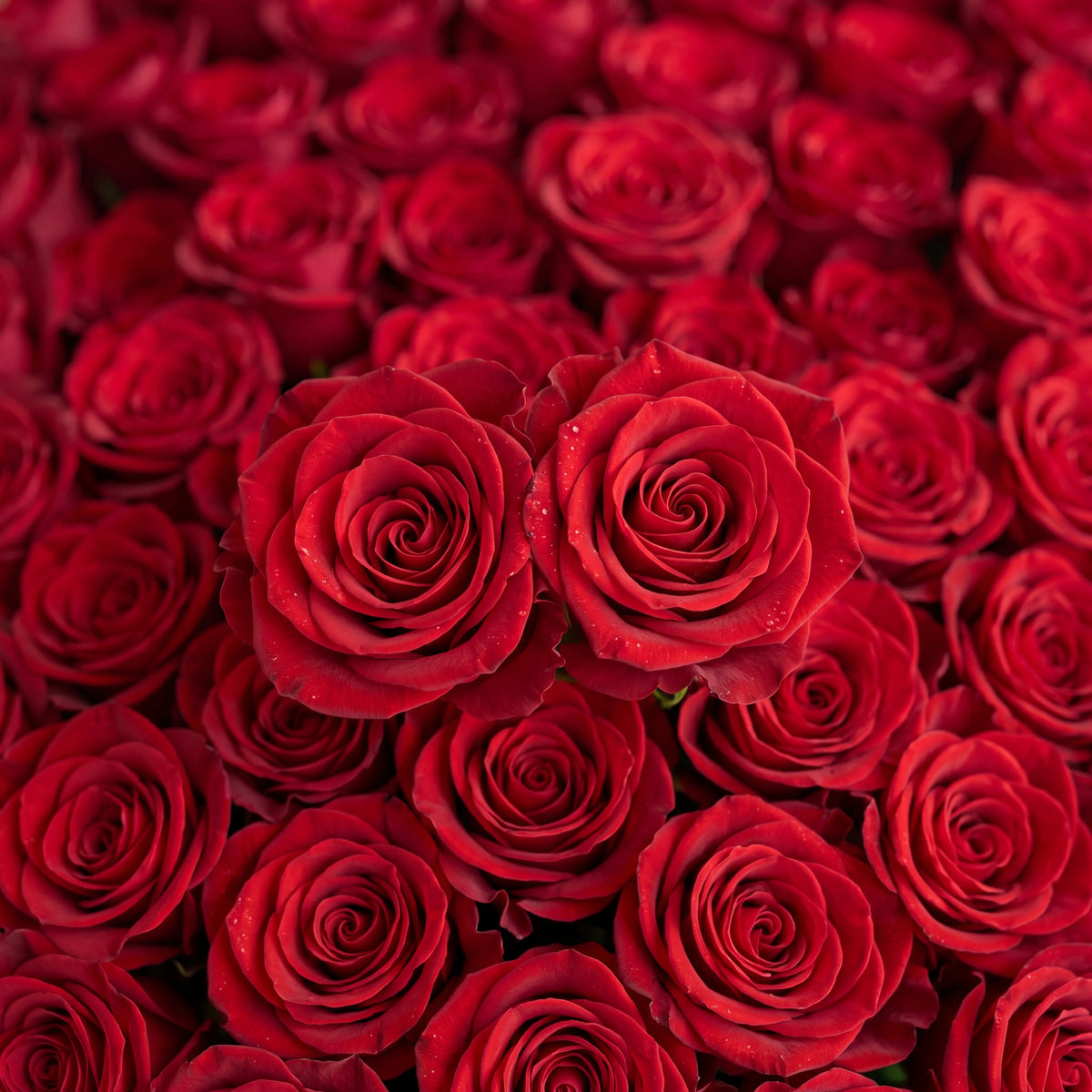 Anniversary Red Heart