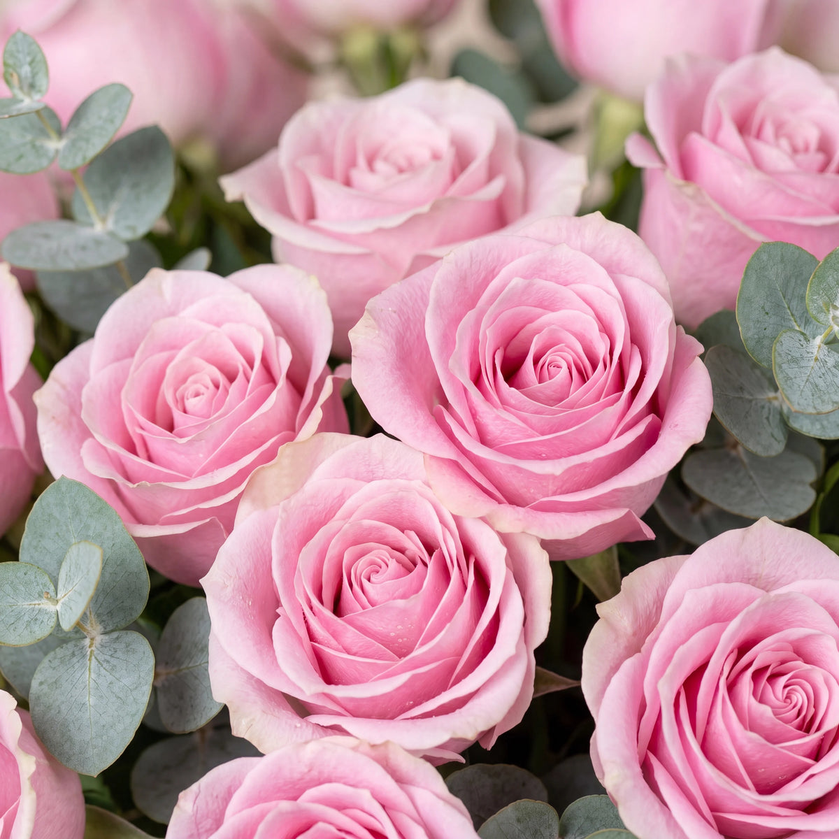 12 Pink Roses Vase